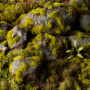 Gamers Grass: Grass tufts - 2 mm - Moss Tufts (Wild)
