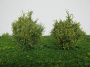 MiniNatur: Wiosenne krzewy 5 cm (2 szt)