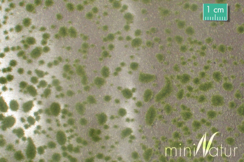 MiniNatur: Tuft - Wczesnojesienne kępki mchu (42x1 cm)