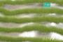MiniNatur: Tuft - Paski wiosennej trawy (42x15 cm)