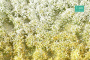 MiniNatur: Tuft - Wiosenna kwitnąca roślinność 1 (42x15 cm)