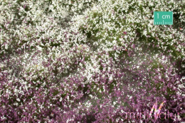 MiniNatur: Tuft - Wczesnojesienna kwitnąca roślinność 1 (15x4 cm)
