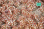 MiniNatur: Tuft - Późnojesienna kwitnąca roślinność 1 (15x4 cm)
