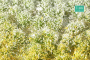 MiniNatur: Tuft - Wiosenna kwitnąca roślinność 2 (42x15 cm)
