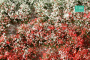 MiniNatur: Tuft - Letnia kwitnąca roślinność 2 (15x4 cm)