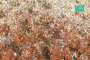 MiniNatur: Tuft - Późnojesienna kwitnąca roślinność 2 (15x4 cm)