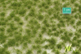 MiniNatur: Tuft - Długa wczesnojesienna trawa 1 (42x15 cm)