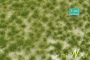 MiniNatur: Tuft - Długa wczesnojesienna trawa 1 (15x4 cm)