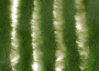 MiniNatur: Tuft - Długa letnia trawa w paskach 252 cm