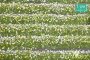 MiniNatur: Tuft - Paski kwitnących białych roślin 336 cm