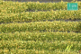 MiniNatur: Tuft - Paski kwitnących żółtych roślin 336 cm
