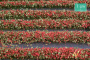 MiniNatur: Tuft - Paski kwitnących czerwonych roślin 336 cm