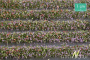 MiniNatur: Tuft - Paski kwitnących fioletowych roślin 336 cm