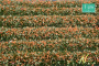 MiniNatur: Tuft - Paski kwitnących pomarańczowych roślin 336 cm