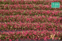 MiniNatur: Tuft - Paski kwitnących różowych roślin 336 cm
