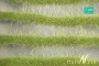 MiniNatur: Dwukolorowe paski wiosennej trawy 252 cm
