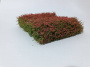 MiniNatur: Kwitnący na czerwono żywopłot (12x14 cm)