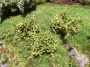 MiniNatur: Zielone wiosenne krzewy 3 cm (3 szt)