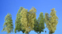 MiniNatur: Filigranowy krzew wiosenny (1:87) (1-2 szt)