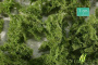 MiniNatur: Runo leśnie jasne - Wieczny zielony (27x16,5 cm)