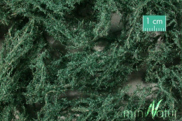 MiniNatur: Runo leśnie ciemne - Wieczny zielony (27x16,5 cm)