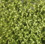 MiniNatur: Wiosenne liście i gałęzie buku (15x4 cm)