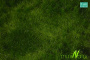 MiniNatur: Letnia żyzna łąka (30x50 cm)